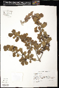 Crataegus flava image