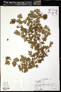 Crataegus marshallii image