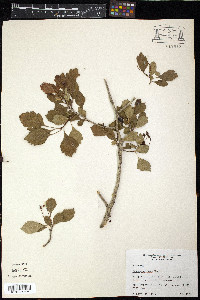 Crataegus opaca image