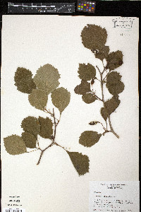 Crataegus opaca image