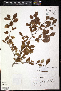 Crataegus spathulata image