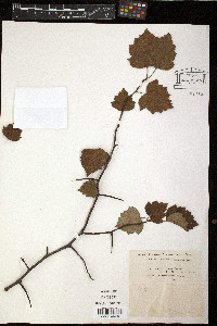 Crataegus stolonifera image