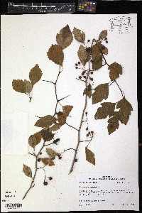 Crataegus viridis image