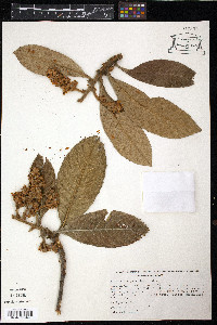 Eriobotrya japonica image