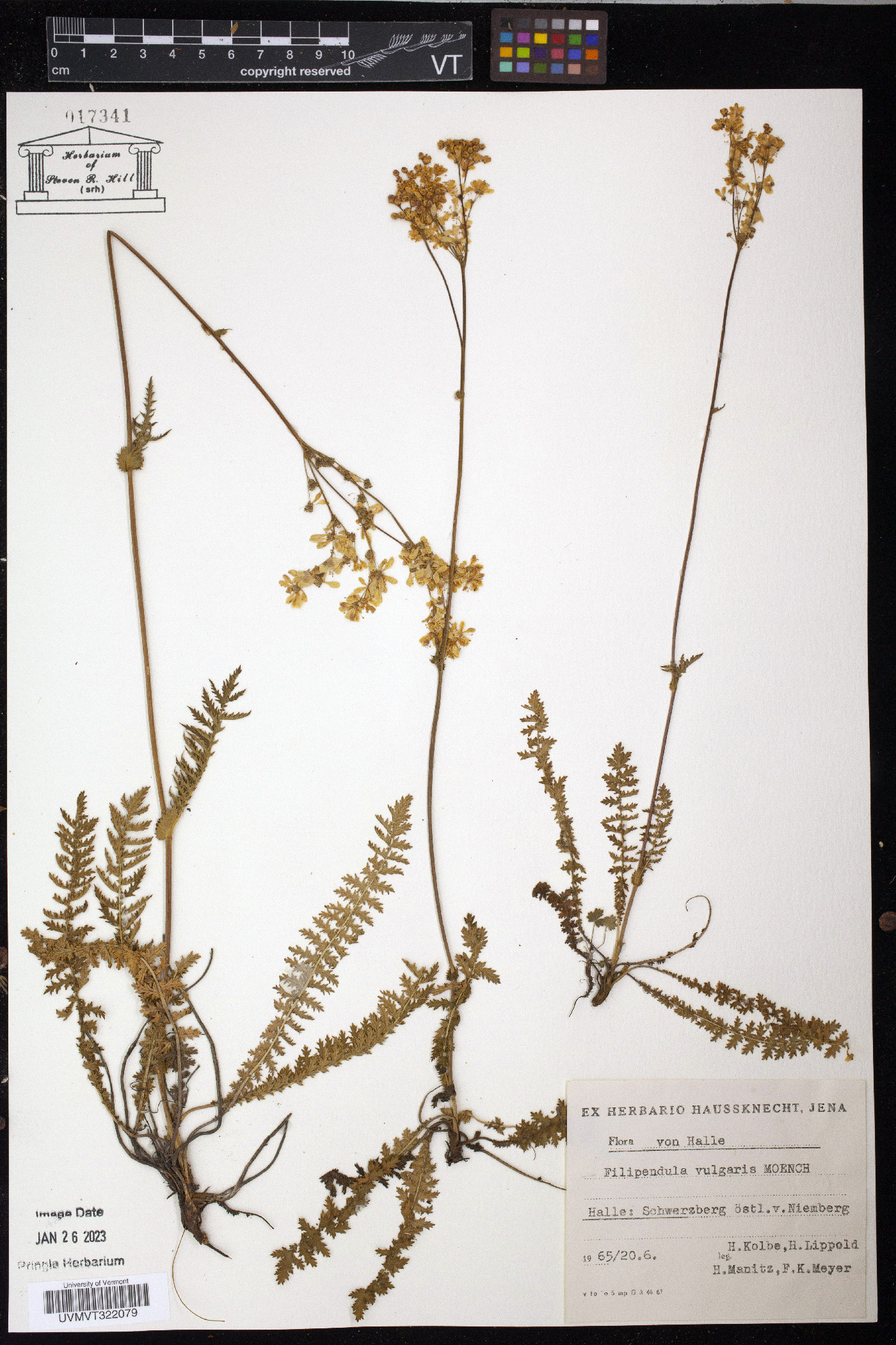 Filipendula vulgaris image