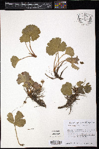 Geum peckii image