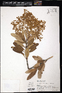 Heteromeles arbutifolia image