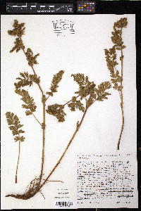 Horkelia californica image