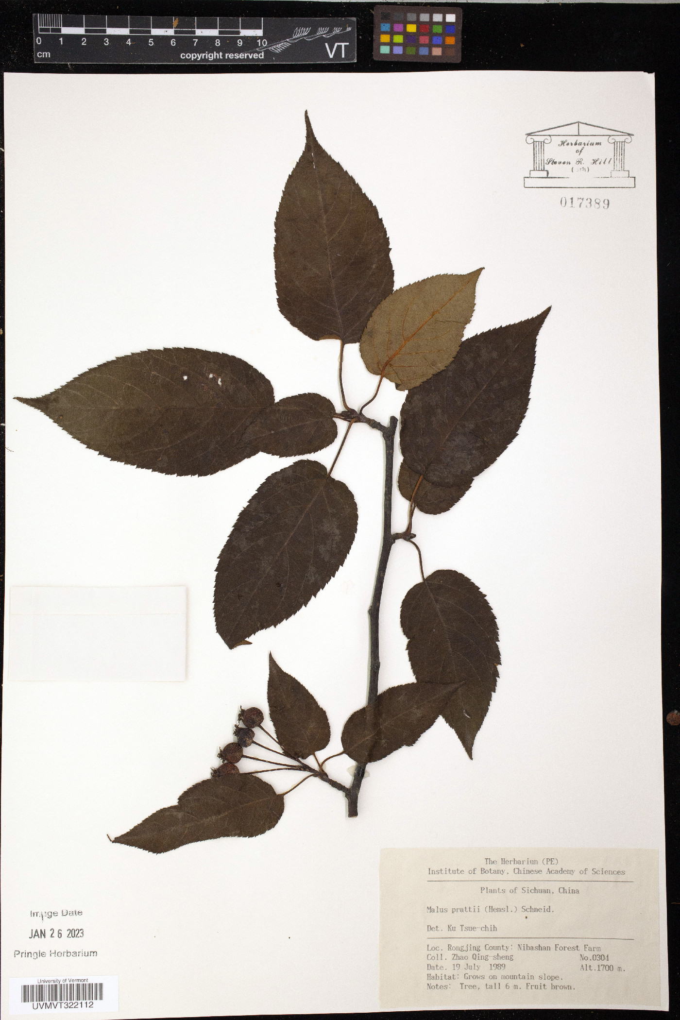 Malus prattii image