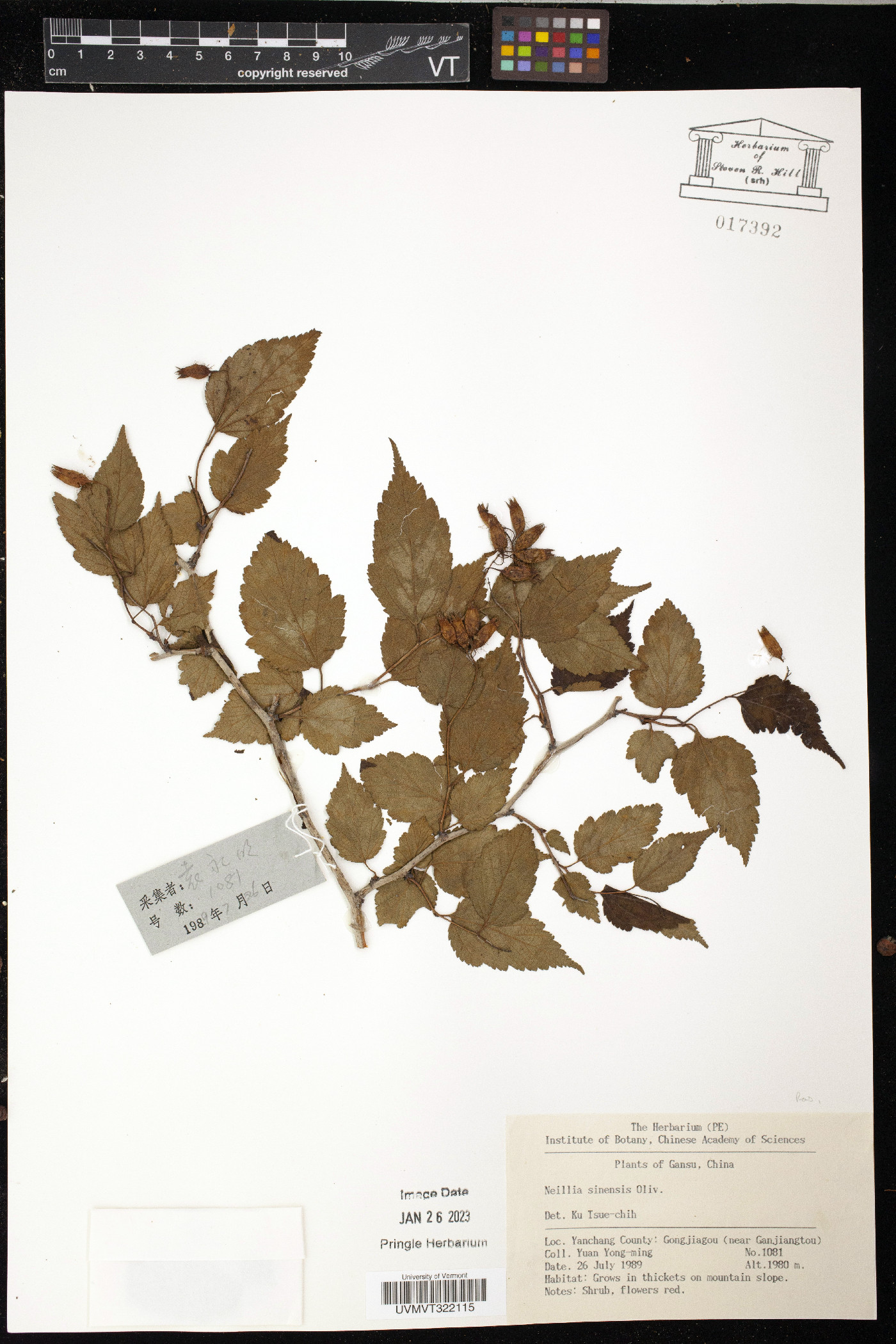 Neillia sinensis image