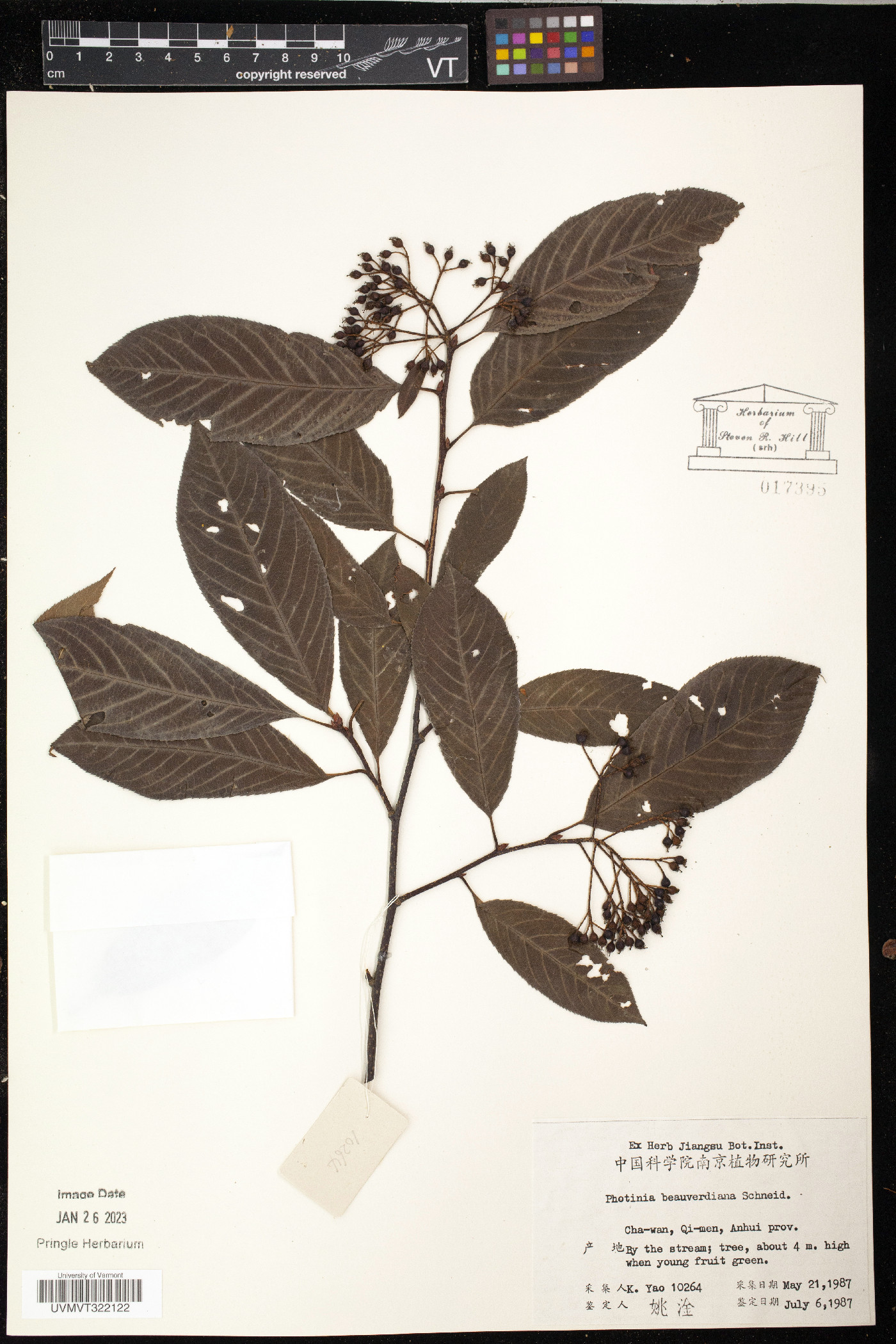 Photinia beauverdiana image