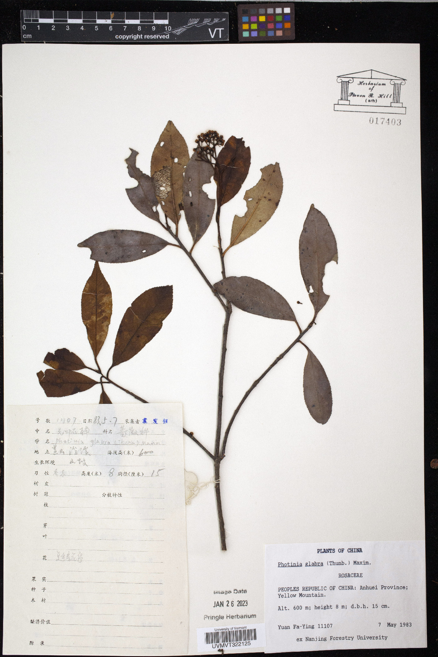 Photinia glabra image