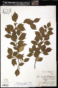 Photinia schneideriana var. parviflora image