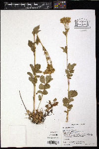 Drymocallis arguta image