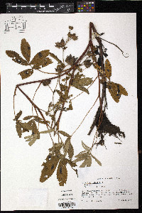 Comarum palustre image