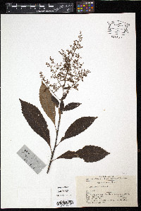 Meliosma cuneifolia image