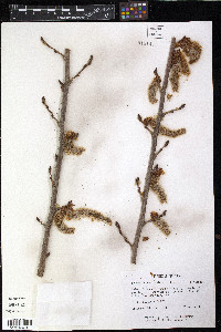 Populus grandidentata image