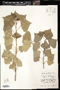 Populus nigra image