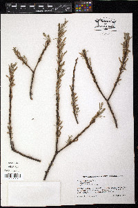 Salix elaeagnos image