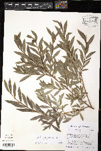 Salix purpurea image