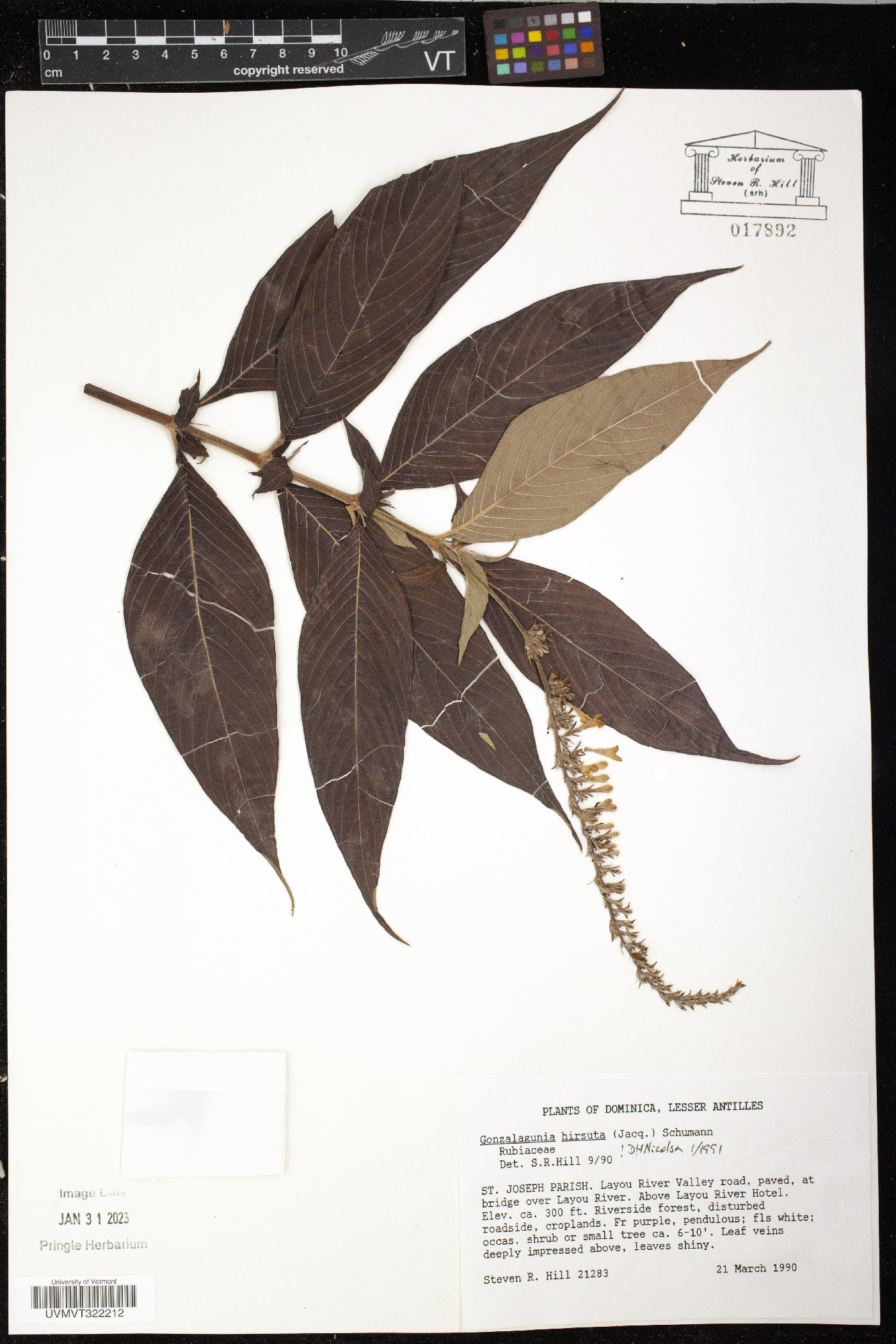Gonzalagunia hirsuta image
