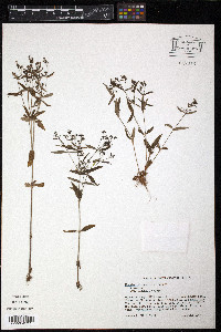 Hedyotis longifolia image