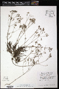 Stenaria nigricans image