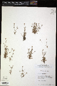 Houstonia pusilla image