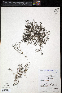 Houstonia subviscosa image