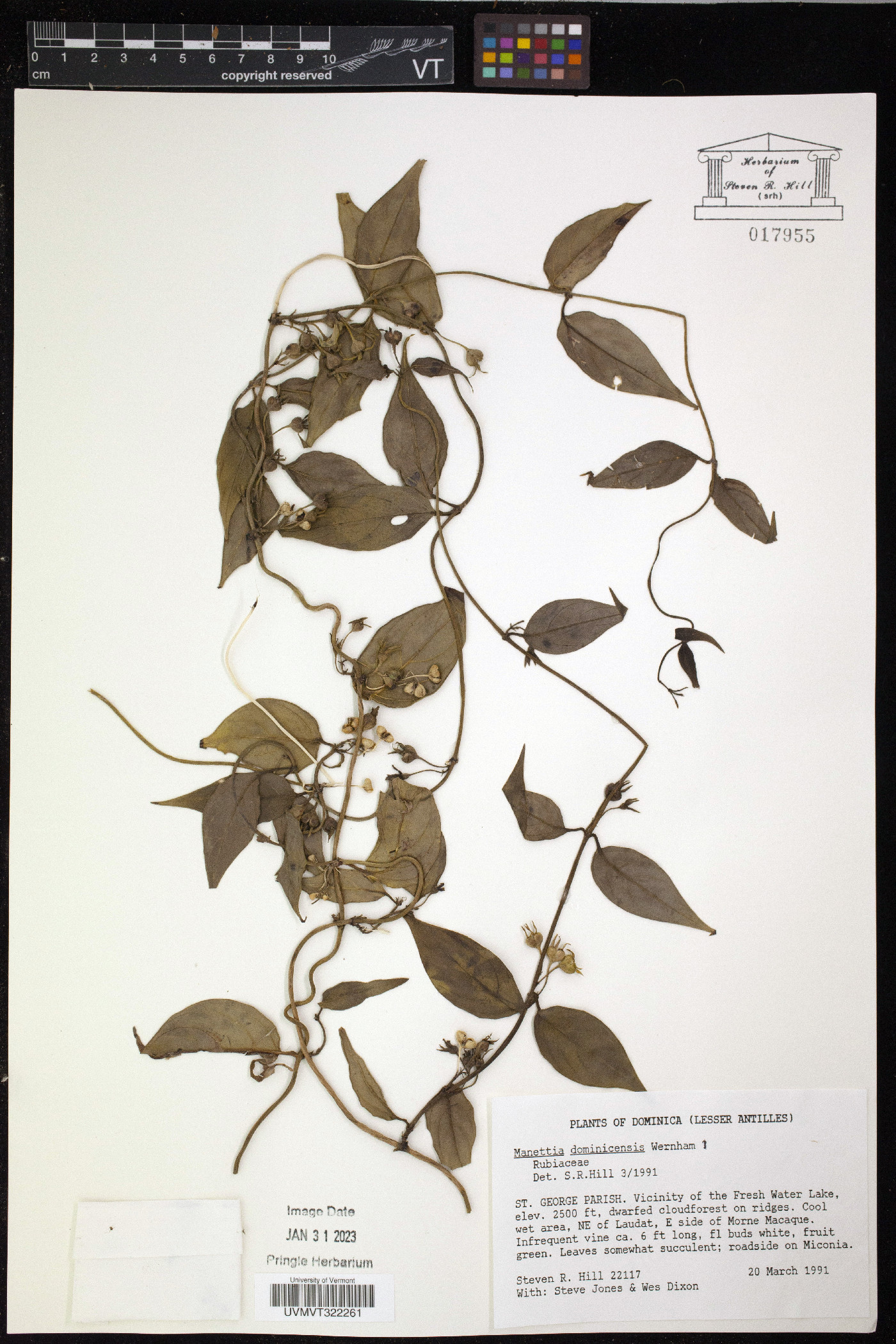 Manettia dominicensis image
