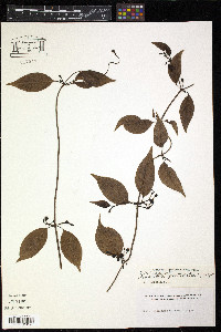 Manettia pectinata image