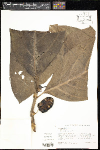 Morinda citrifolia image