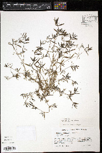 Hedyotis corymbosa image