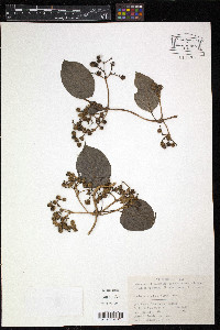 Paederia scandens image