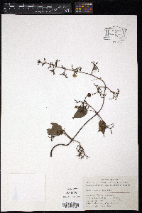Paederia scandens image