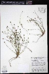 Perama hirsuta image