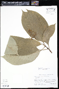 Psychotria berteriana image