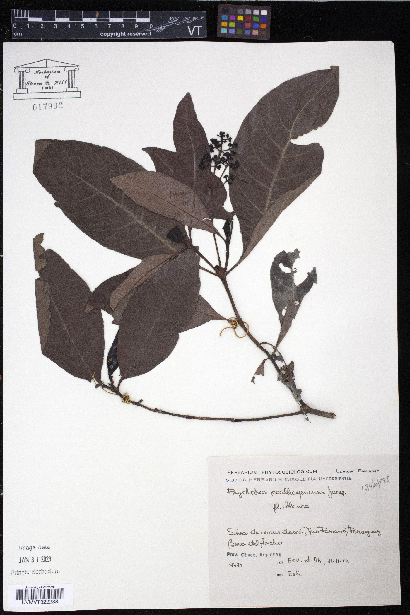 Psychotria carthagenensis image