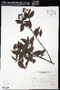 Psychotria carthagenensis image