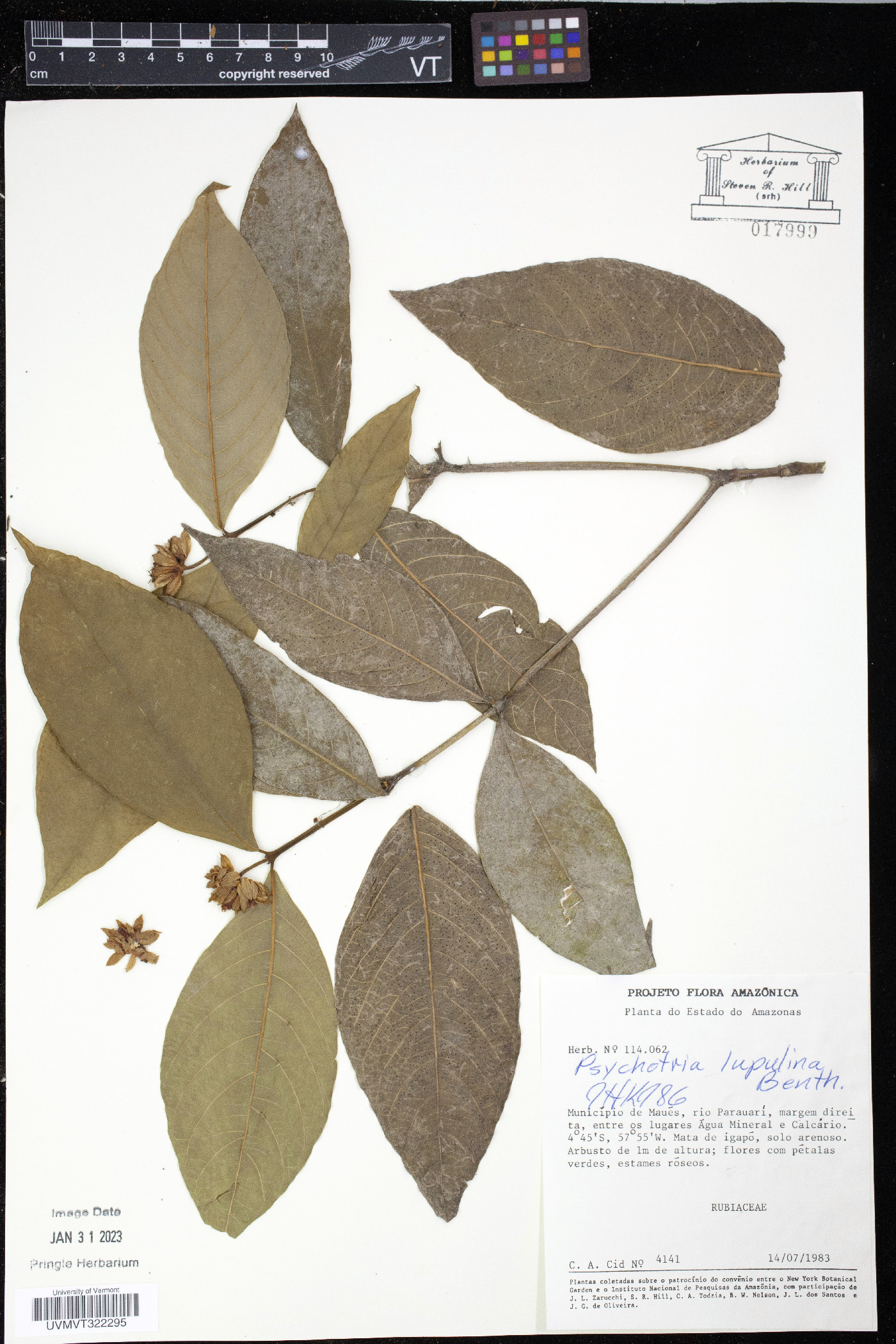 Psychotria lupulina image