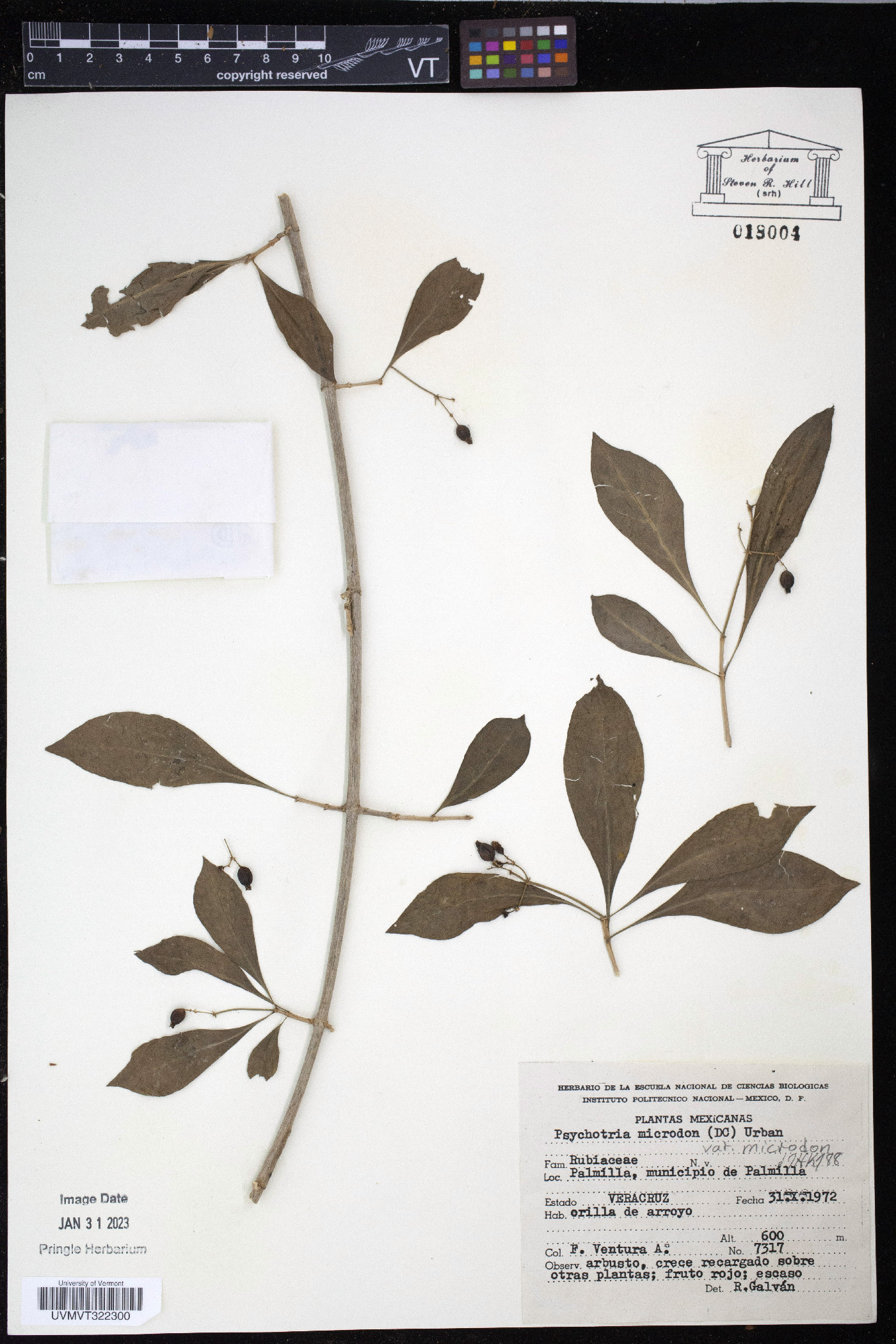 Psychotria microdon image