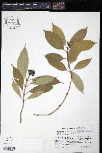 Psychotria urbaniana image