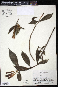 Hillia triflora image