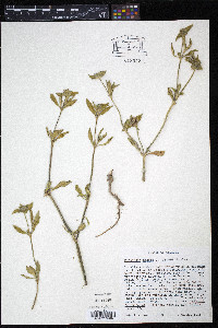 Richardia scabra image