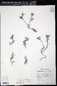 Richardia tricocca image