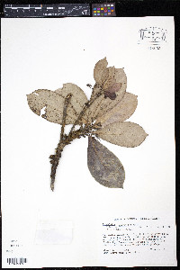 Rondeletia parviflora image