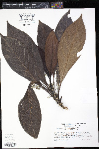 Rondeletia parviflora image