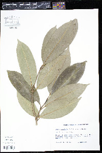 Rudgea citrifolia image