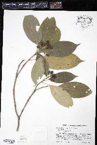 Rudgea citrifolia image