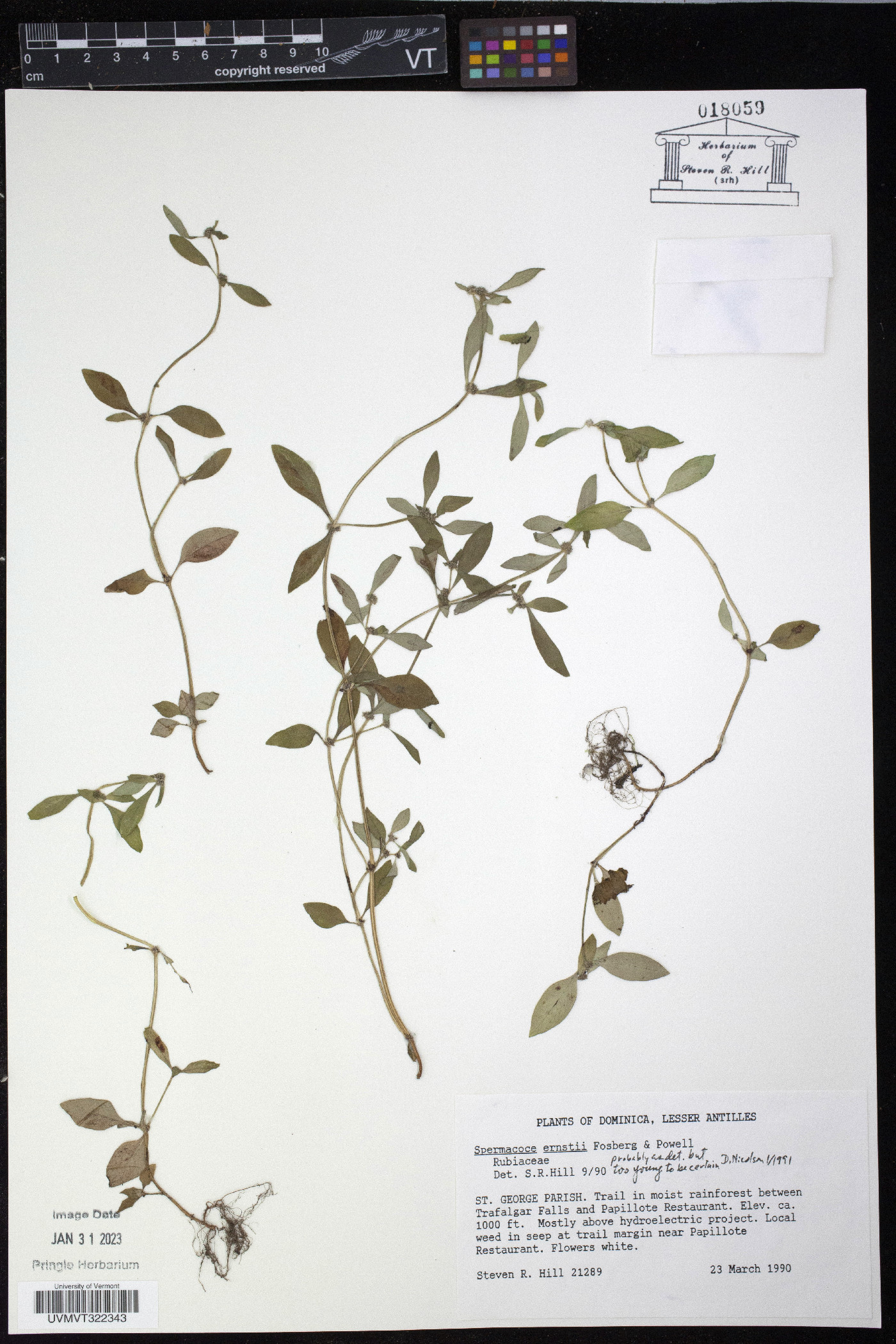 Spermacoce ovalifolia image